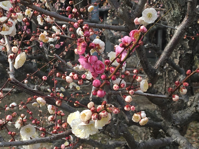 鈴鹿の菅原神社のしだれ梅は満開です。