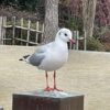 名古屋の「白鳥庭園」には、とても人懐っこい「鳩」がいます。