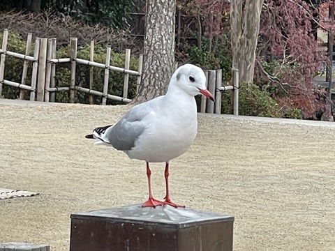 名古屋の「白鳥庭園」には、とても人懐っこい「鳩」がいます。