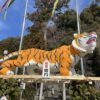 辰水神社の今年の「ジャンボ干支」は、勇ましい「寅」でした。