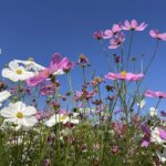 花ひろばで、「ダリア・コスモスまつり」開催中です。（in なばなの里）